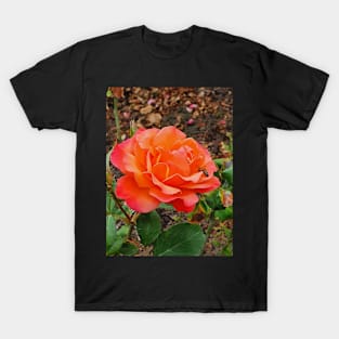 Orange rose with a bee T-Shirt